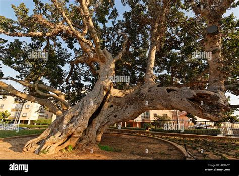 middle eastern sycamore tree.